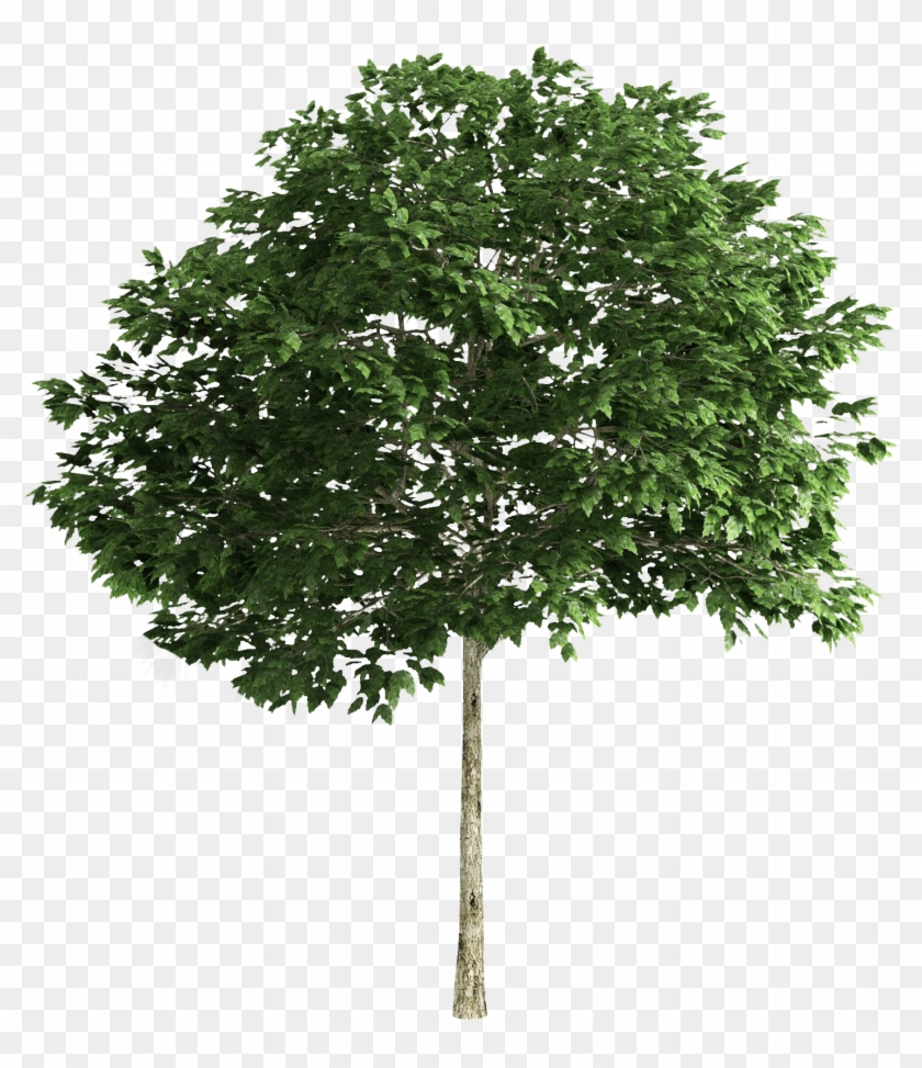 Tree Tree Photoshop, 3d Tree, Trees To Plant, Landscape - Multi Stem Tree Png Clipart #5402175