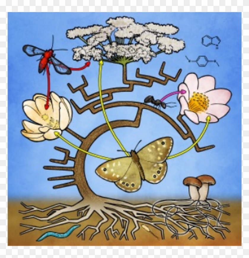 New Phytologist Trust Interaction Networks And Trait - Cartoon Clipart