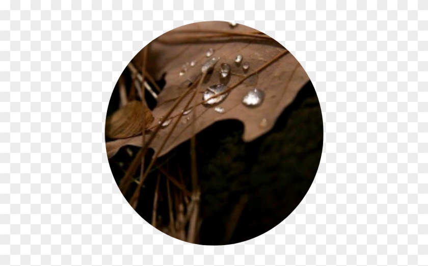 #leaf #brown #droplet #water #grass #nature #circle - Black And Brown Aesthetic Clipart #5403912