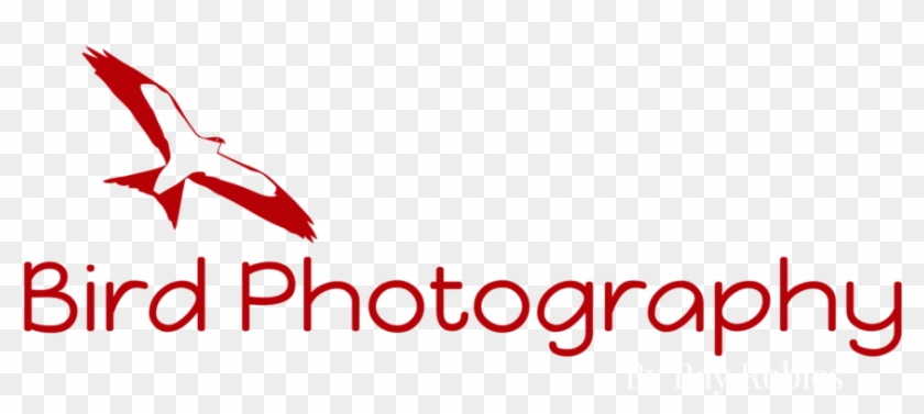 Bird Photography-logo Format=1500w Clipart #5403959
