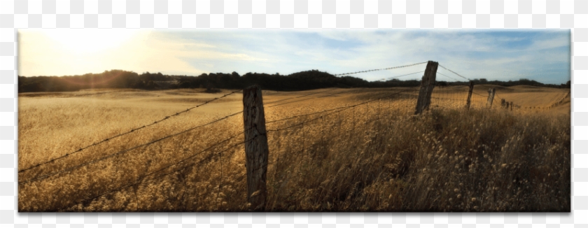 Golden Grass - Grass Clipart #5403989