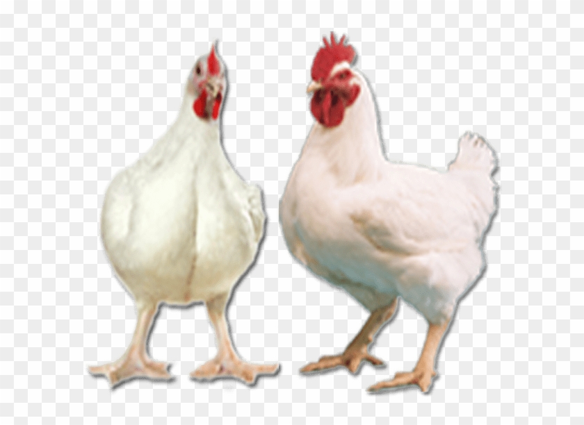 Ayam Broiler Png - Ayam Potong Png Clipart #5404876