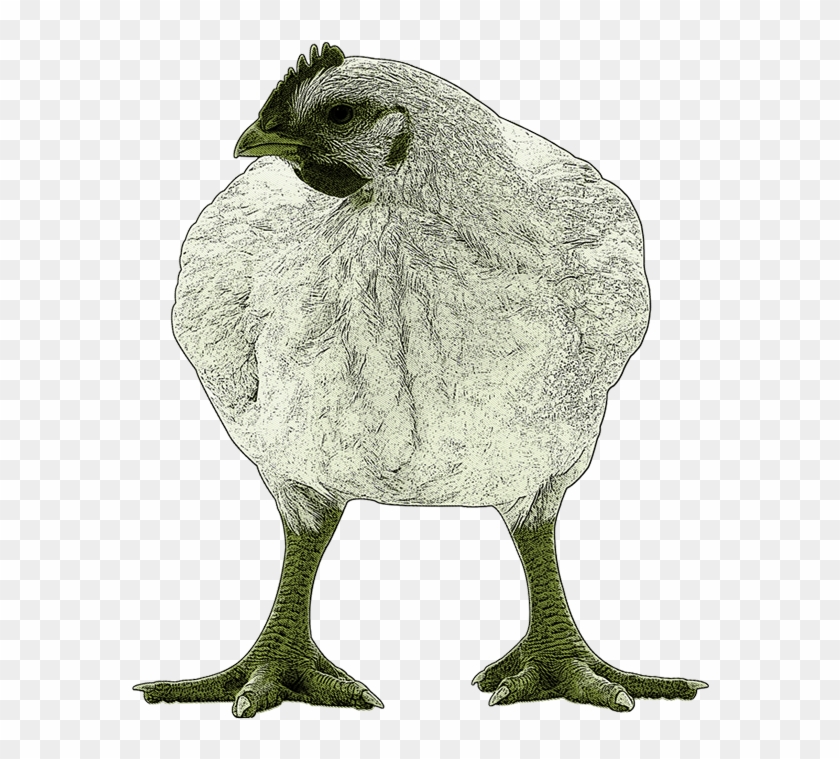 Great Grey Owl Clipart