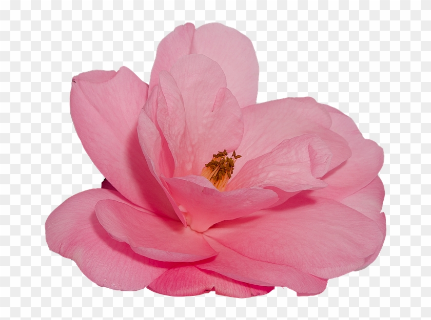Flower, Camelia, Rosa, Nature, Transparent Background - Flor Png Fondo Transparente Clipart