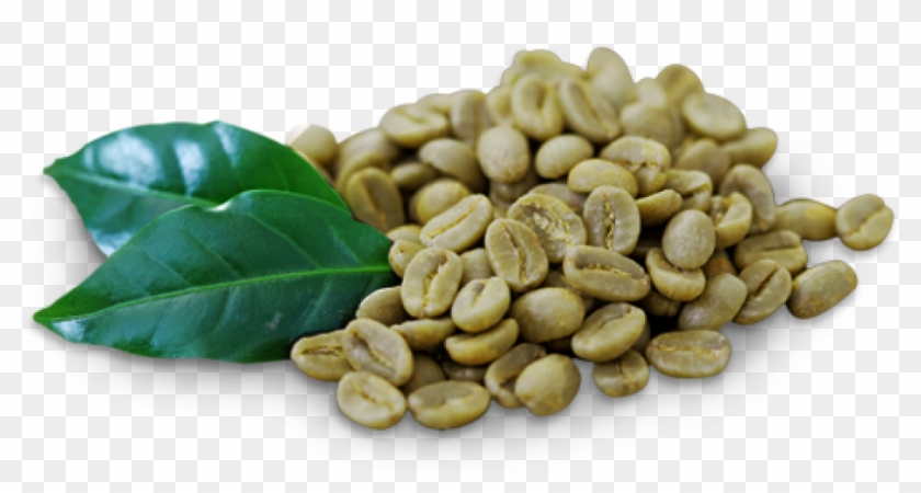 Green Coffee Beans - Green Coffee Beans Png Clipart #5409229