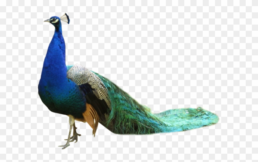 Peacock Png Transparent Images - Peacock Images Hd Png Clipart #5412180