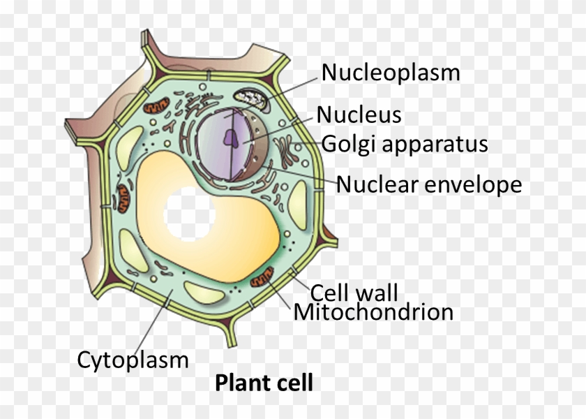 Download Hd Result For Plant Cell - Plant Cell Draw Clipart #5413770