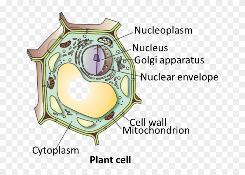Download Hd Result For Plant Cell - Plant Cell Draw Clipart