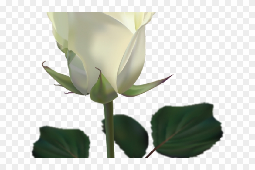 White Rose Clipart Png Format - White Rose With Transparent Background