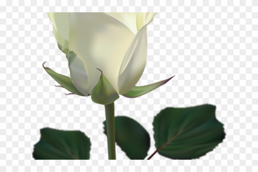 White Rose Clipart Png Format - White Rose With Transparent Background #5414022