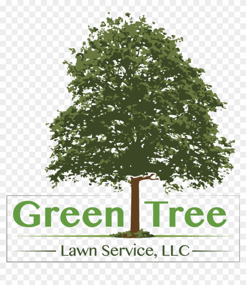 Contact Us - Tree With No Background Clipart #5414770