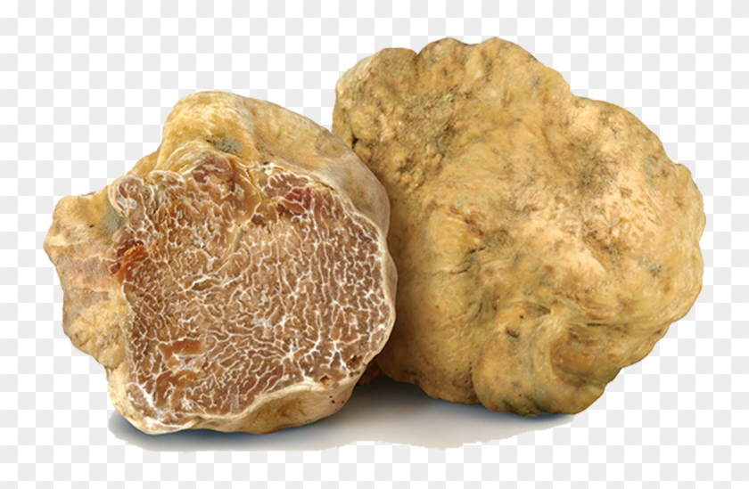 The White Truffle - Tuber Magnatum Pico Clipart