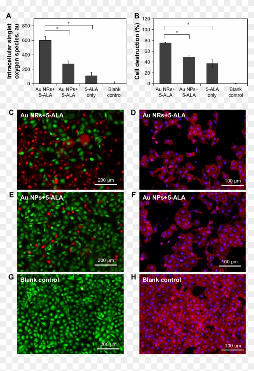 Elevated Generation Of Singlet Oxygen In Mda Mb 231 - Art Clipart #5422980