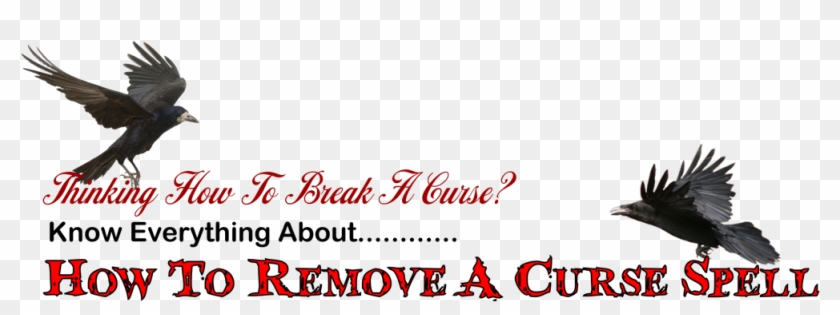 How To Remove A Curse That Placed On Your Family - Seabird Clipart #5424710