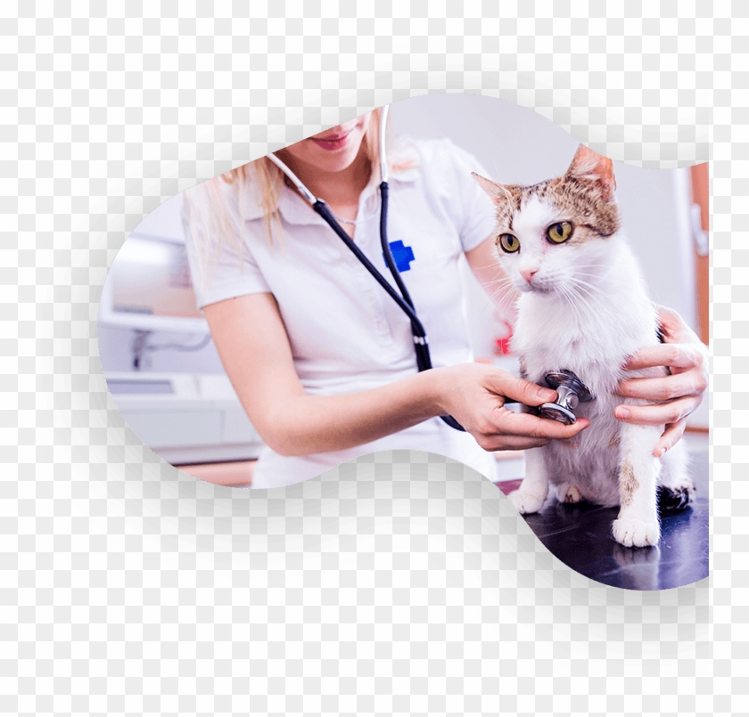 Chat Veto Mob 1 - Cat Vet Stethoscope Clipart #5425293