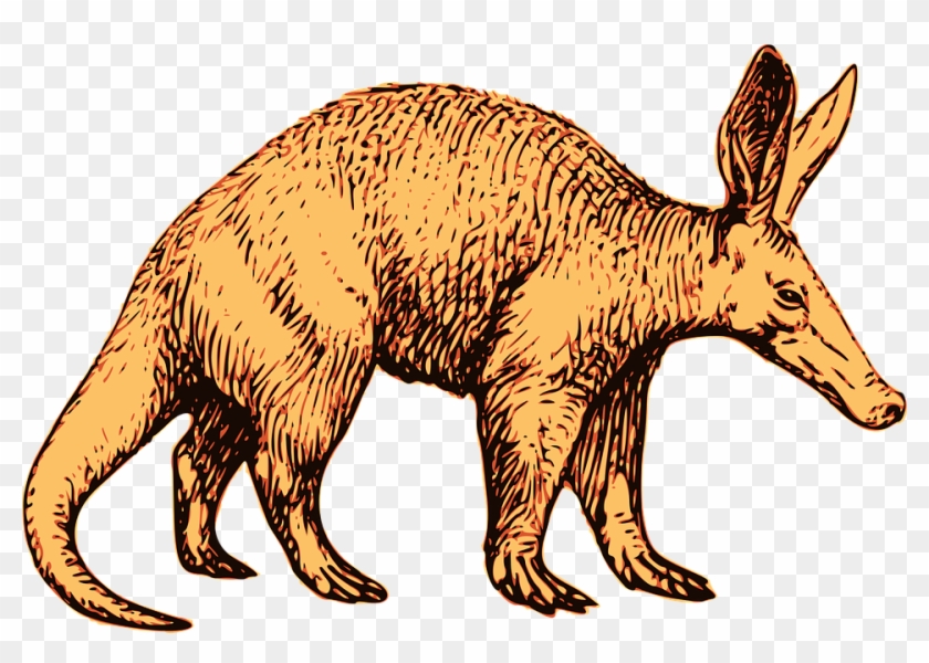 Transparent Aardvark Png Clipart #5425631