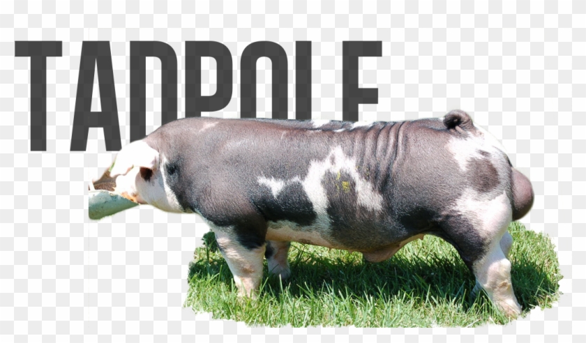 Frogger X S&l - Pig Tadpole Clipart #5427739