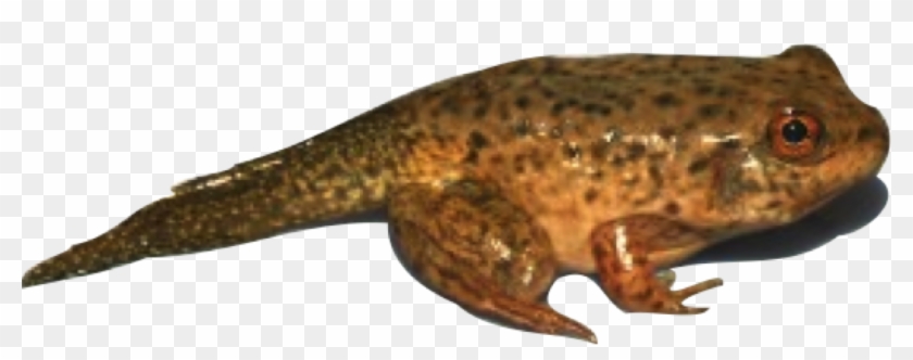 Tadpole - Froglet Png Clipart