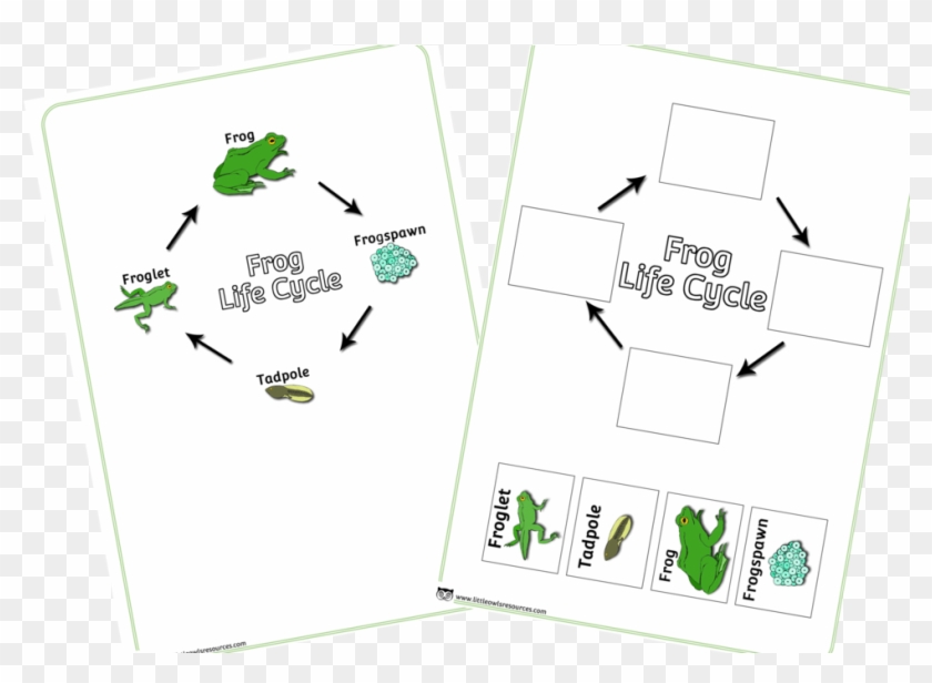 Frog Life Cycle Poster And Activity - Cartoon Clipart