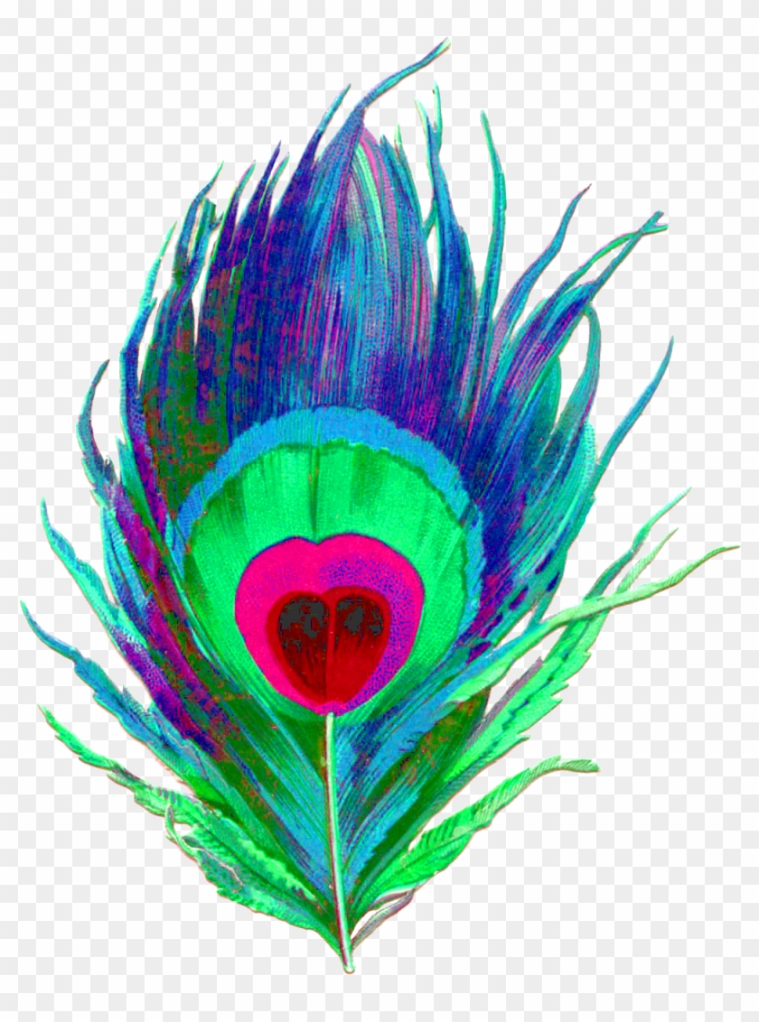 Feather Vector Png - Clipart Peacock Feather Png Transparent Png
