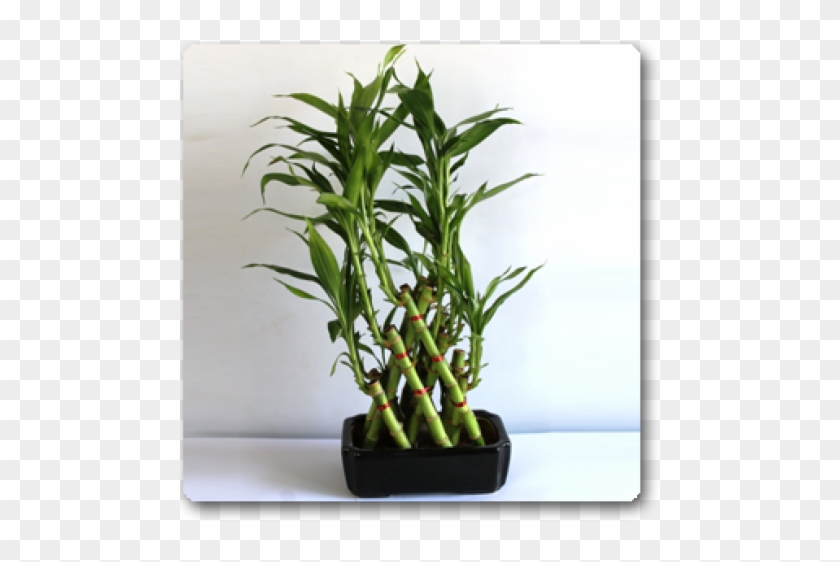 Pyramid Lucky Bamboo 3 Layer Clipart #5430137