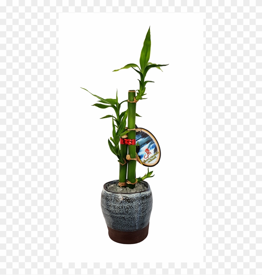 Lucky Bamboo Size C - Houseplant Clipart