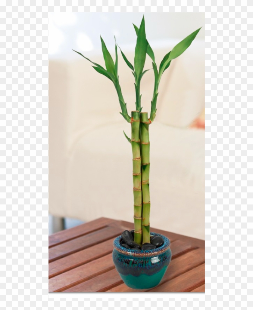 Bamboo Peace Plant Clipart