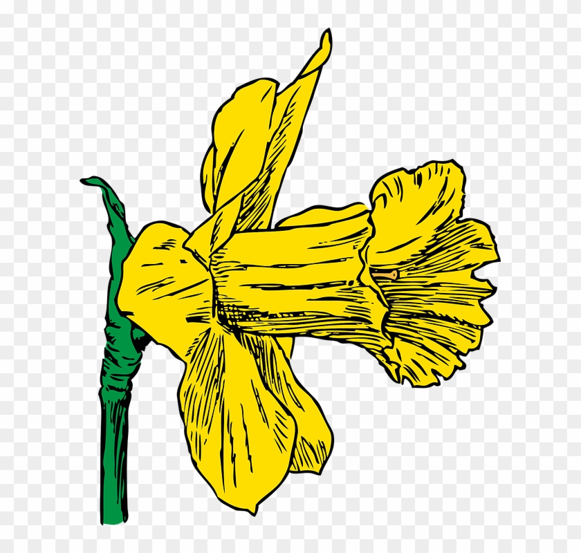 Daffodil Season Spring Nature Plant Flower Yellow - Daffodil Clip Art - Png Download