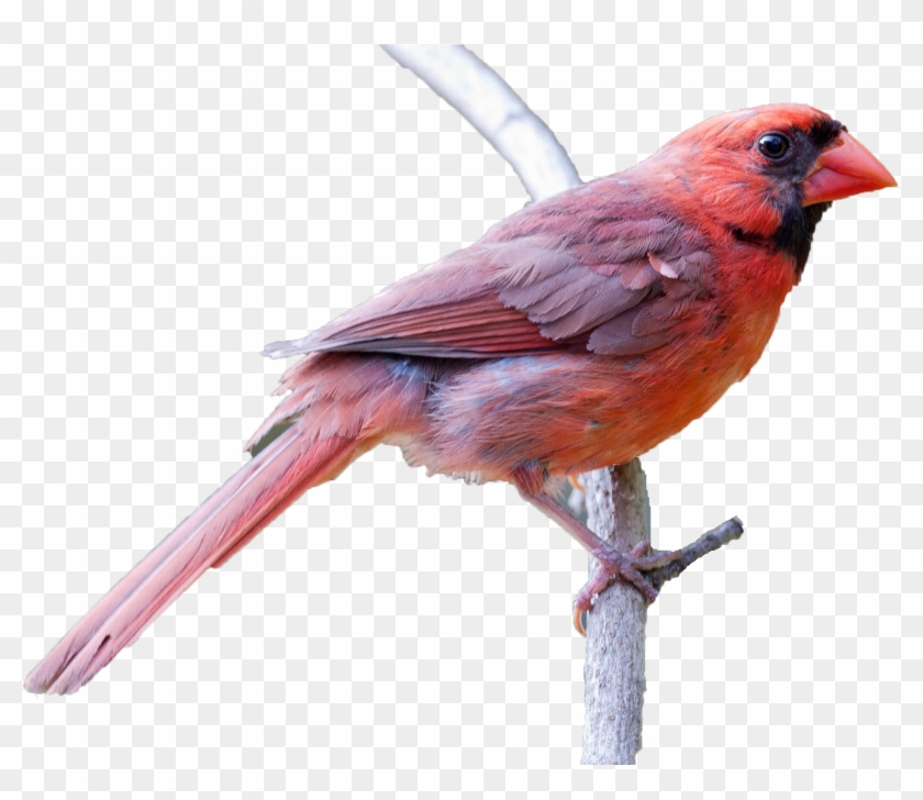 Northern Cardinal Clipart #5430830