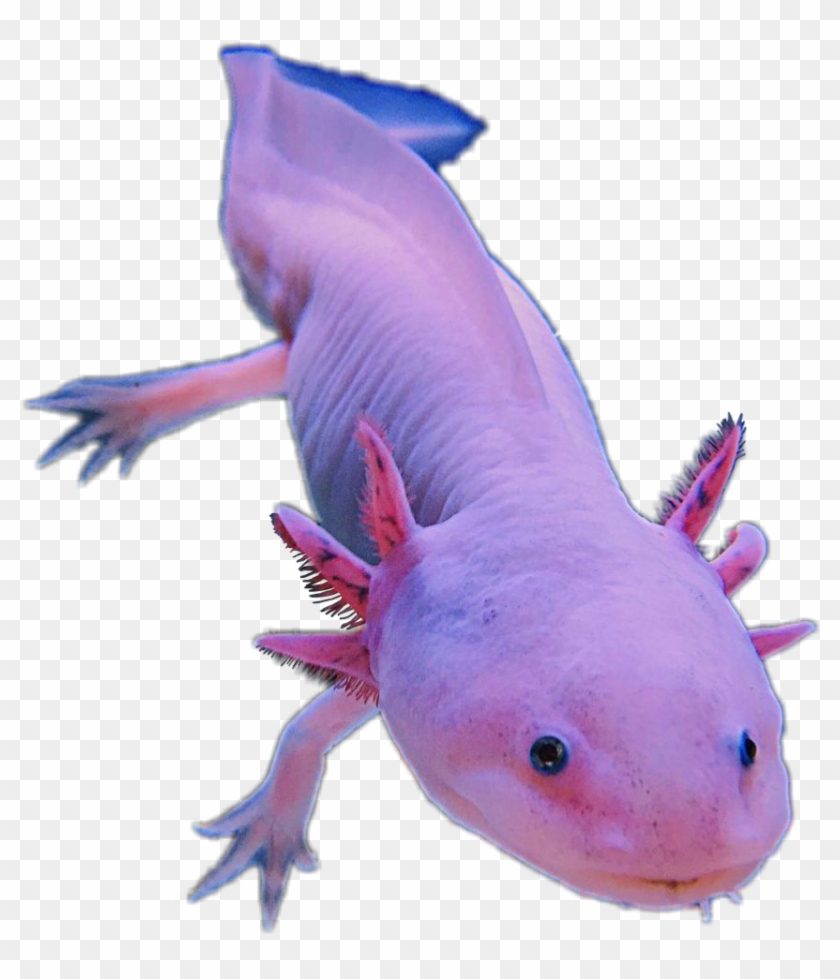 Axolotl Amphibians Pink Cute Animal Sticker Editfreetoe - Transparent Axolotl Png Clipart #5434350