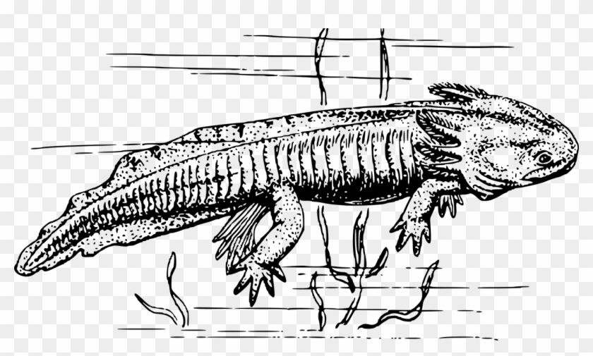 Amphibian Animal Axolotl Png Image - Salamander Clipart Black And White Transparent Png #5434467