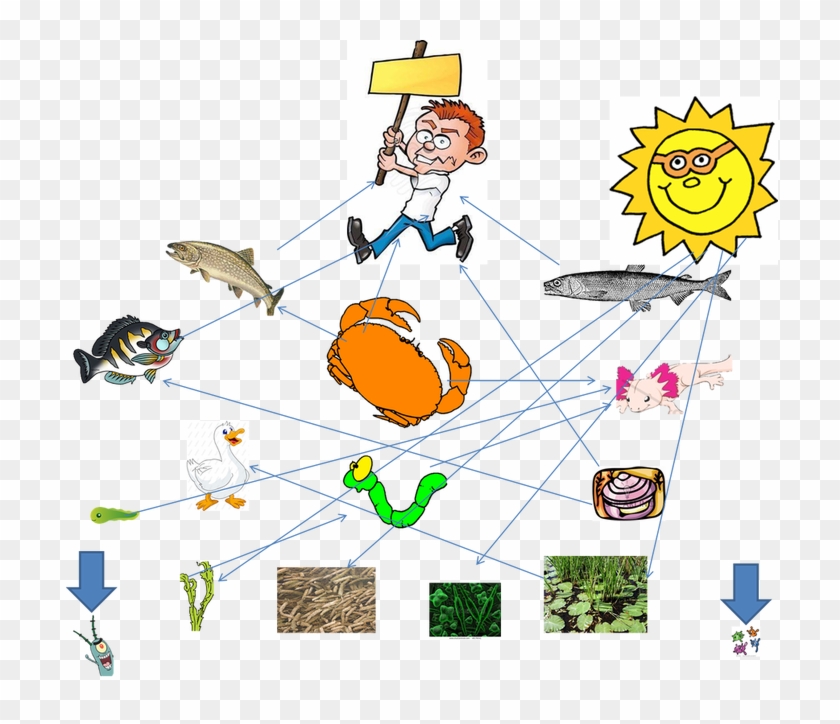 Food Web For Axolotl - Food Chain Of An Axolotl Clipart