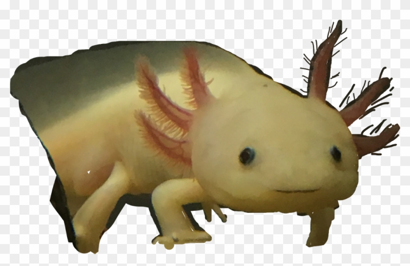 #axolotl - Axolotl Clipart