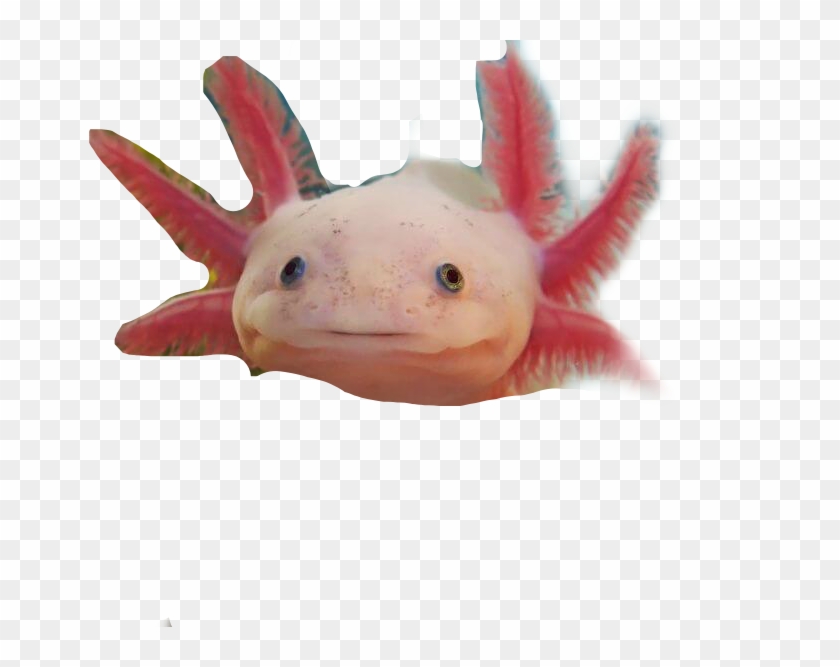 Axolotl Sticker - Stuffed Toy Clipart #5435416