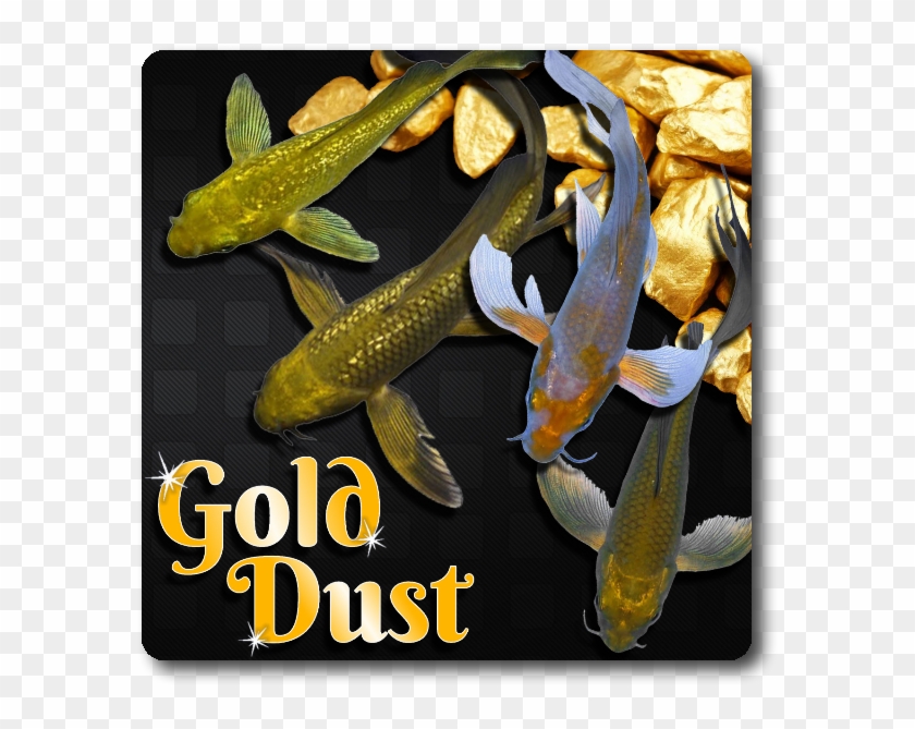 Gold Dust Butterfly Koi Free Shipping Gold Dust Butterfly - Koi Clipart #5435476