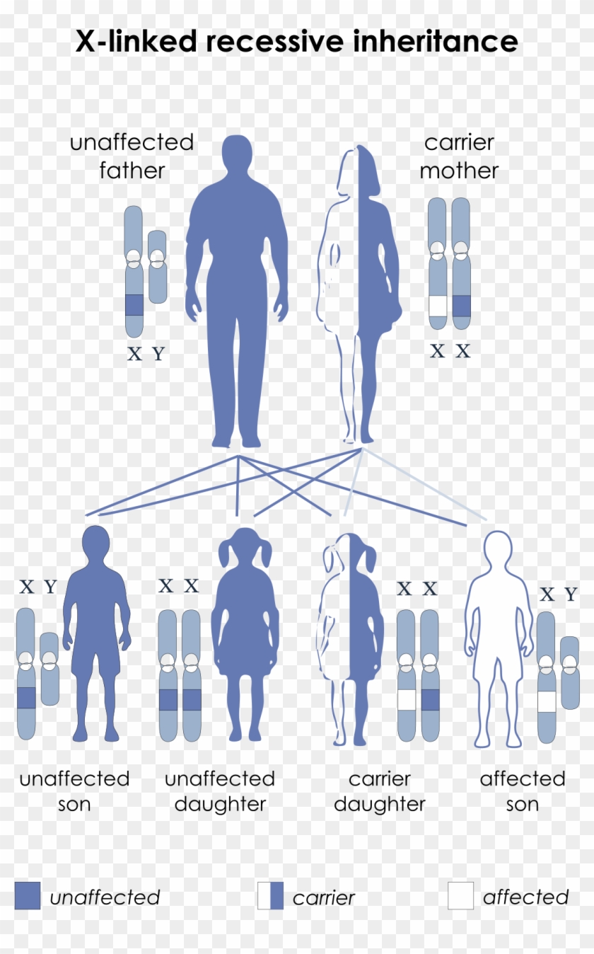 Occipital Horn Syndrome - Sex Linked Recessive Clipart #5435746