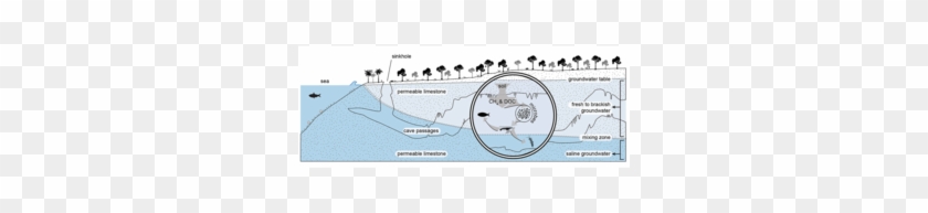 Courtesy Of Brankovits Et Al - Flooded Cave Cross Section Clipart