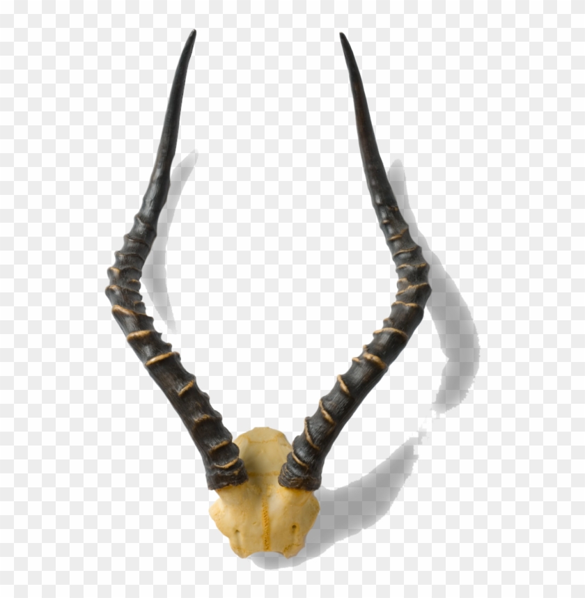 African Antelope Horns - Antelope Horn Png Clipart