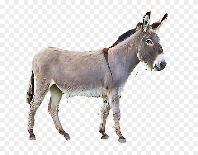 Burro Sticker Clipart