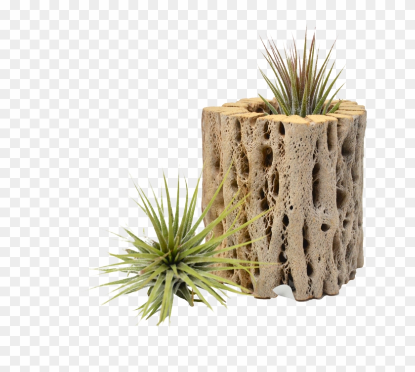 Small Cholla Wood Air Plant Holder - Grass Clipart #5442904