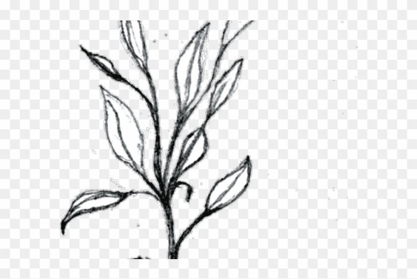 Plants Clipart Small Plant - Small Plant Black And White - Png Download #5442936