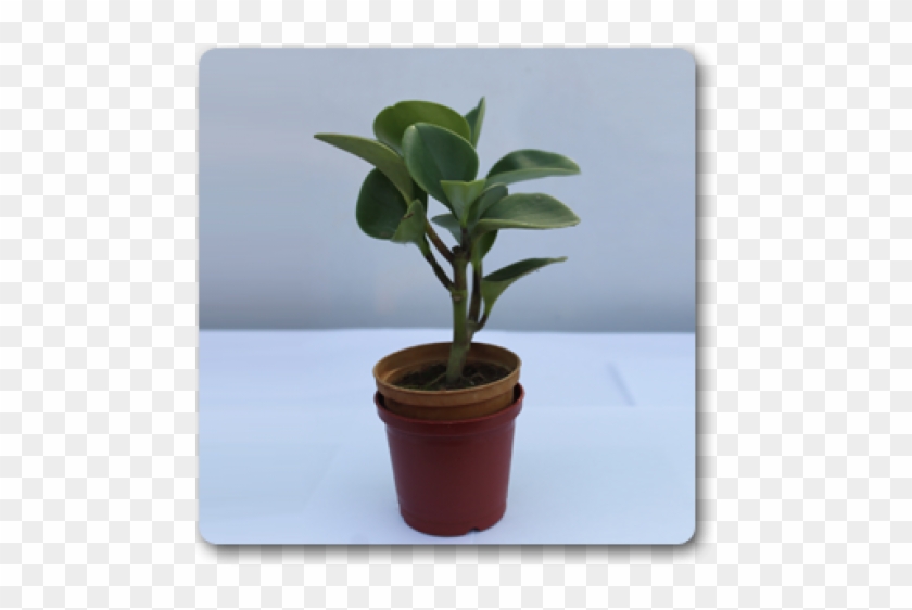 Flowerpot Clipart #5442989