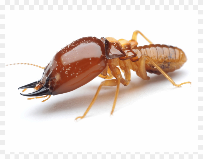 Are You Rolling Out The Welcome Mat For Termites - Termite Insect Clipart #5445062