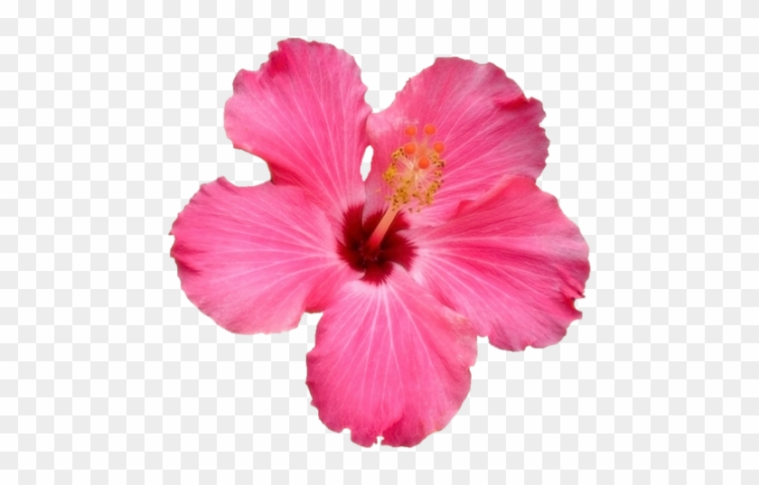 #flower #hawaii - Pink Hawaiian Flower Transparent Clipart #5445268