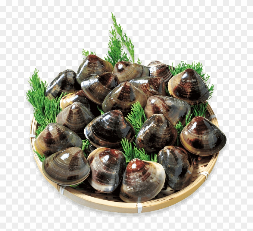 Kuwana's Famous Hamaguri Clams Are Known For Their - Clam Clipart