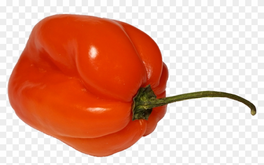 File - Habanero - Habanero Pepper Transparent Background Clipart #5446145