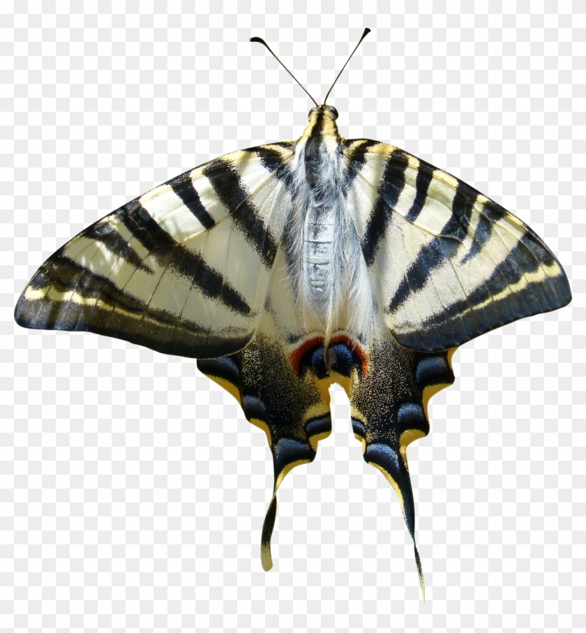 Cropped Image,transparent Background,papilio Machaon,butterfly - Moth Clipart #5447234