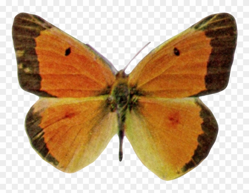 Colias Eurytheme-transparent - Gonepteryx Cleopatra Clipart #5447353