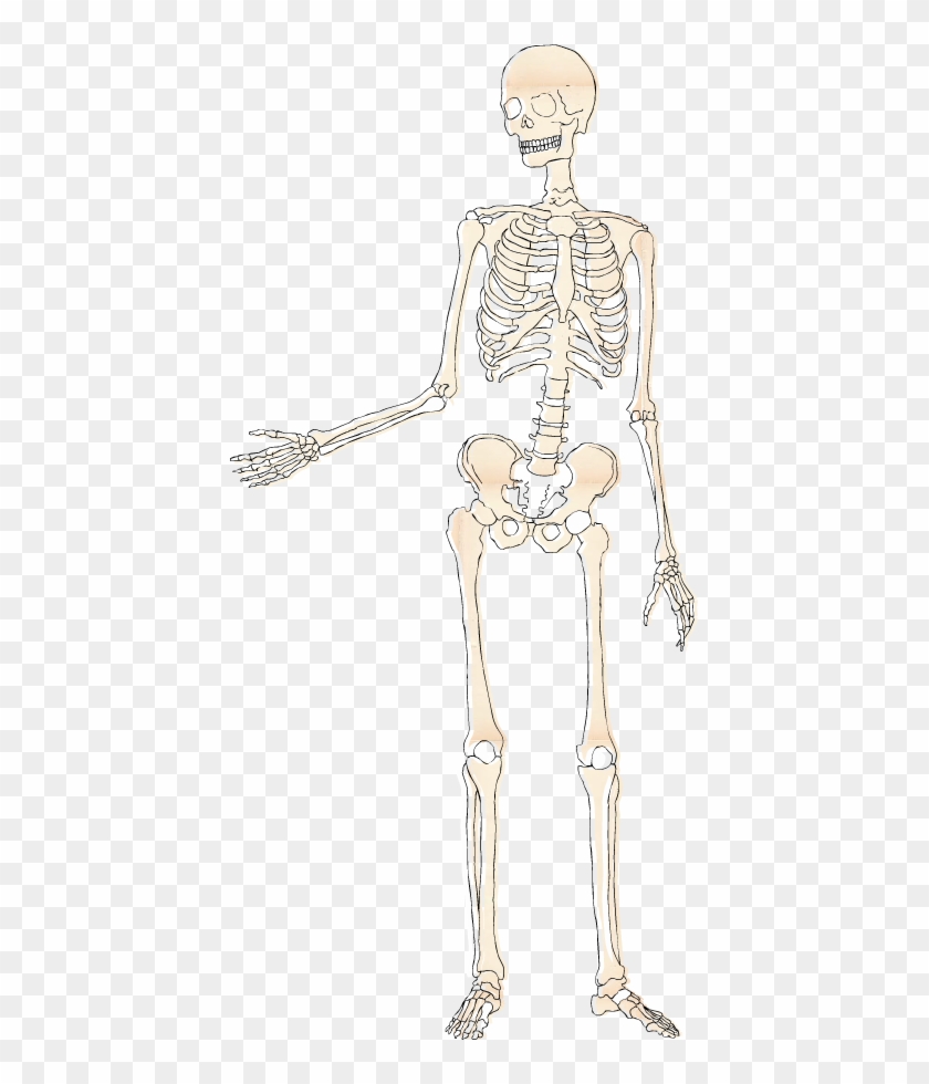 Skeletal System - Bone Clipart #5447447