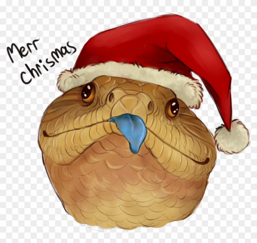 Chrismas Beak Owl - Blue Tongued Skinks Drawing Clipart #5447526